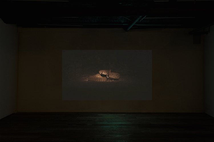 Installation View, Talisman: Snake 